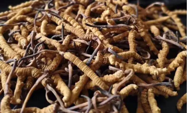 新鮮冬蟲(chóng)夏草怎么保存，鮮草怎么吃？