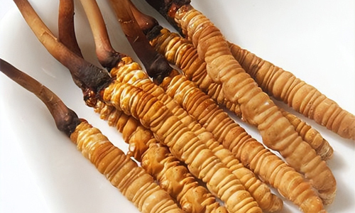 冬蟲夏草的吃法，冬蟲夏草的家常做法