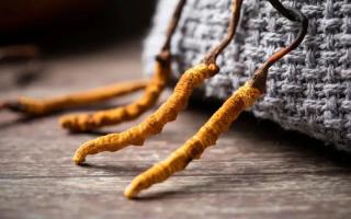 冬蟲夏草的真實作用，冬蟲夏草主要有什么成分