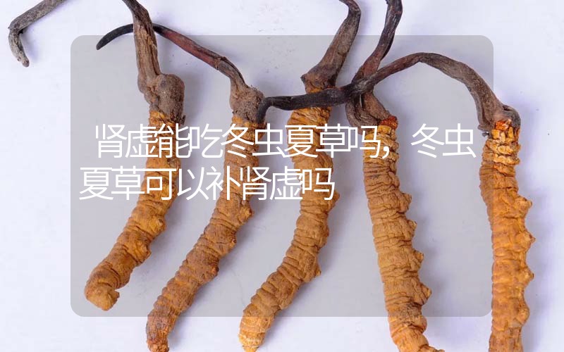 腎虛能吃冬蟲夏草嗎，冬蟲夏草可以補腎虛嗎？