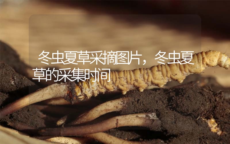 冬蟲夏草采摘圖片，冬蟲夏草的采集時(shí)間