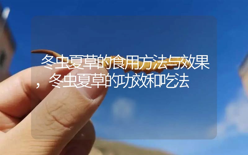 冬蟲夏草的食用方法與效果，冬蟲夏草的食用方法！