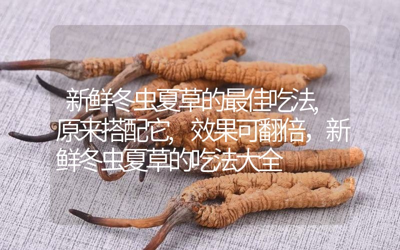 新鮮冬蟲夏草的最佳吃法,原來(lái)搭配它,效果可翻倍，新鮮冬蟲夏草的吃法大全