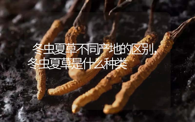 冬蟲夏草不同產(chǎn)地的區(qū)別，冬蟲夏草是什么種類