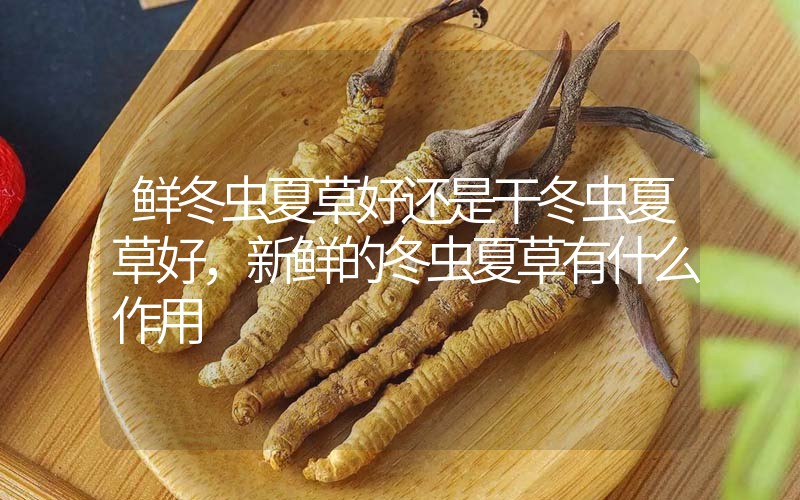 鮮冬蟲夏草好還是干冬蟲夏草好，新鮮的冬蟲夏草有什么作用
