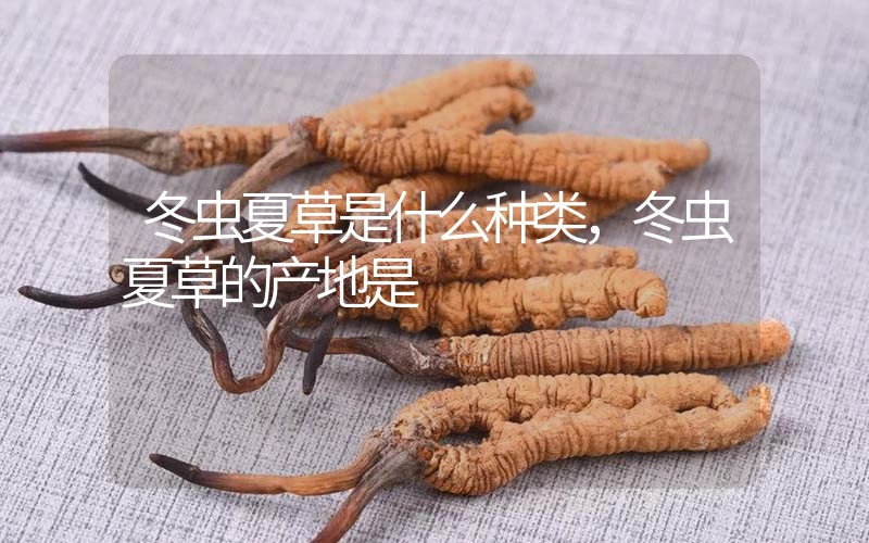 冬蟲夏草是什么種類，冬蟲夏草的產(chǎn)地是