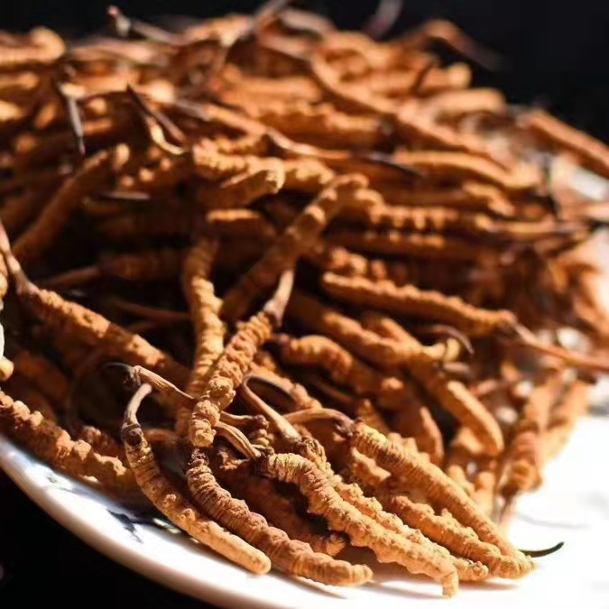 冬蟲(chóng)夏草為什么這么貴呢？有便宜的能買(mǎi)嗎