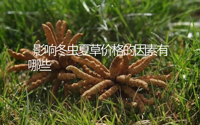 影響冬蟲(chóng)夏草價(jià)格的因素有哪些？