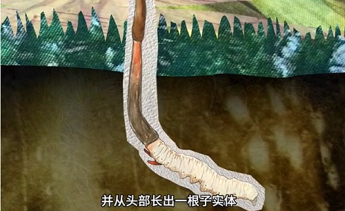 冬蟲(chóng)夏草到底是蟲(chóng)還是草？你猜到了嗎？