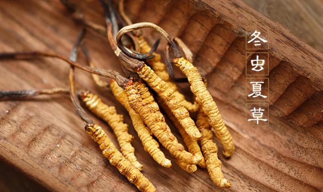 冬蟲夏草有什么藥用價(jià)值？冬蟲夏草作用與效果