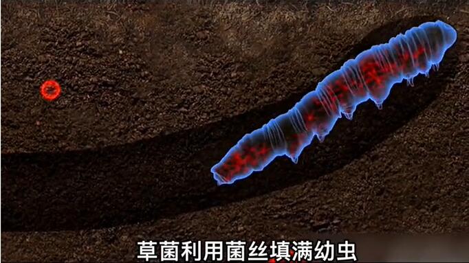 神奇的冬蟲夏草為什么能從蟲子變成草？它到底是怎么形成的呢？