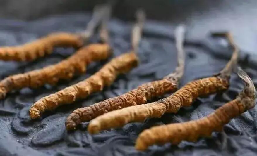 冬蟲夏草這么吃法，可以補腎活血，延緩衰老！