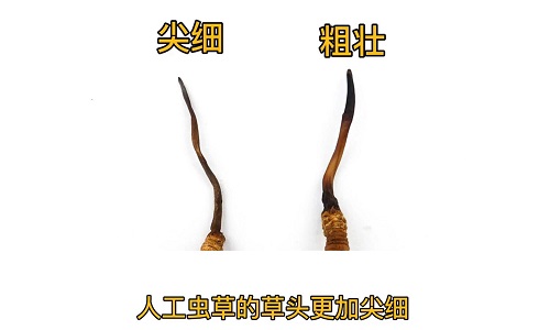 人工蟲草和野生蟲草如何分辨？人工冬蟲夏草怎么鑒別