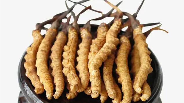 二級(jí)蟲草價(jià)格