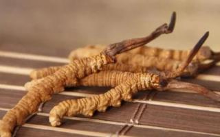 新鮮冬蟲夏草哪里有賣？哪里可以買到新鮮的冬蟲夏草？