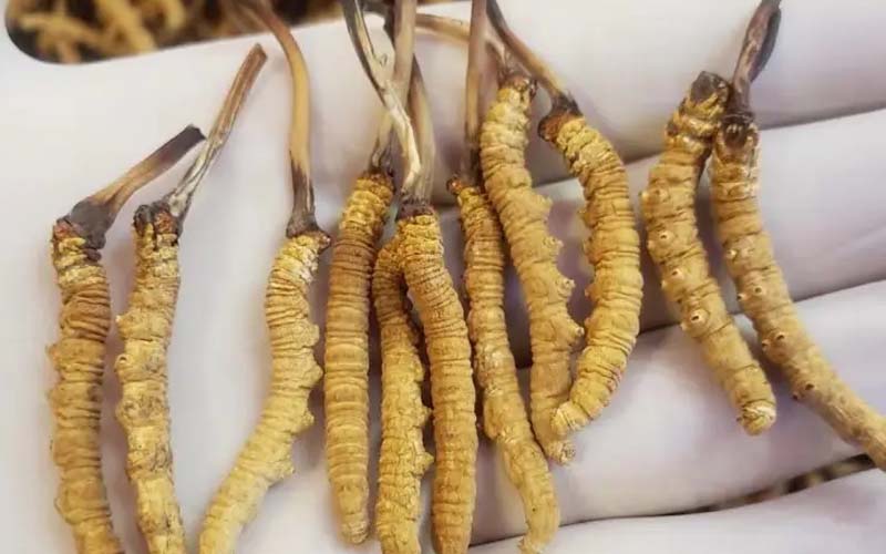 吃冬蟲夏草會過敏嗎？冬蟲夏草禁忌！