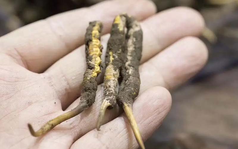 西藏那曲冬蟲夏草批發(fā)價格?那曲蟲草批發(fā)價多少錢一斤？