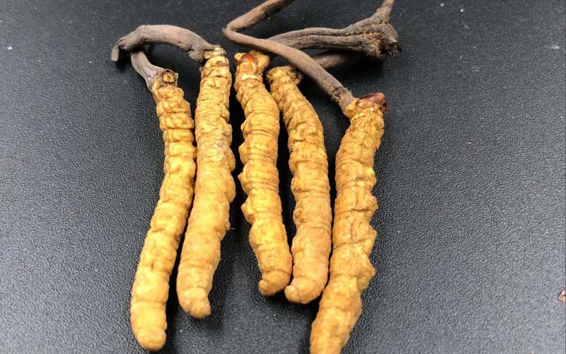 吃冬蟲夏草有沒有副作用？