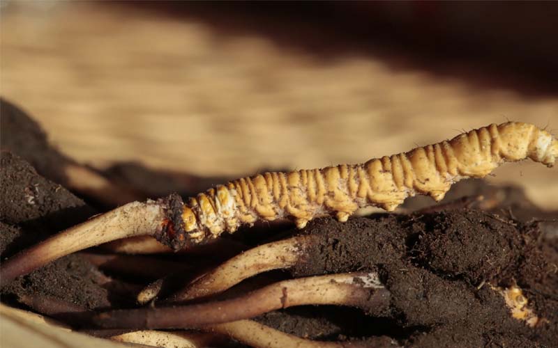 批發(fā)冬蟲(chóng)夏草價(jià)格一克多少錢(qián)?