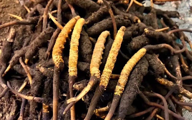 冬蟲(chóng)夏草淘寶批發(fā)價(jià)格多少錢?