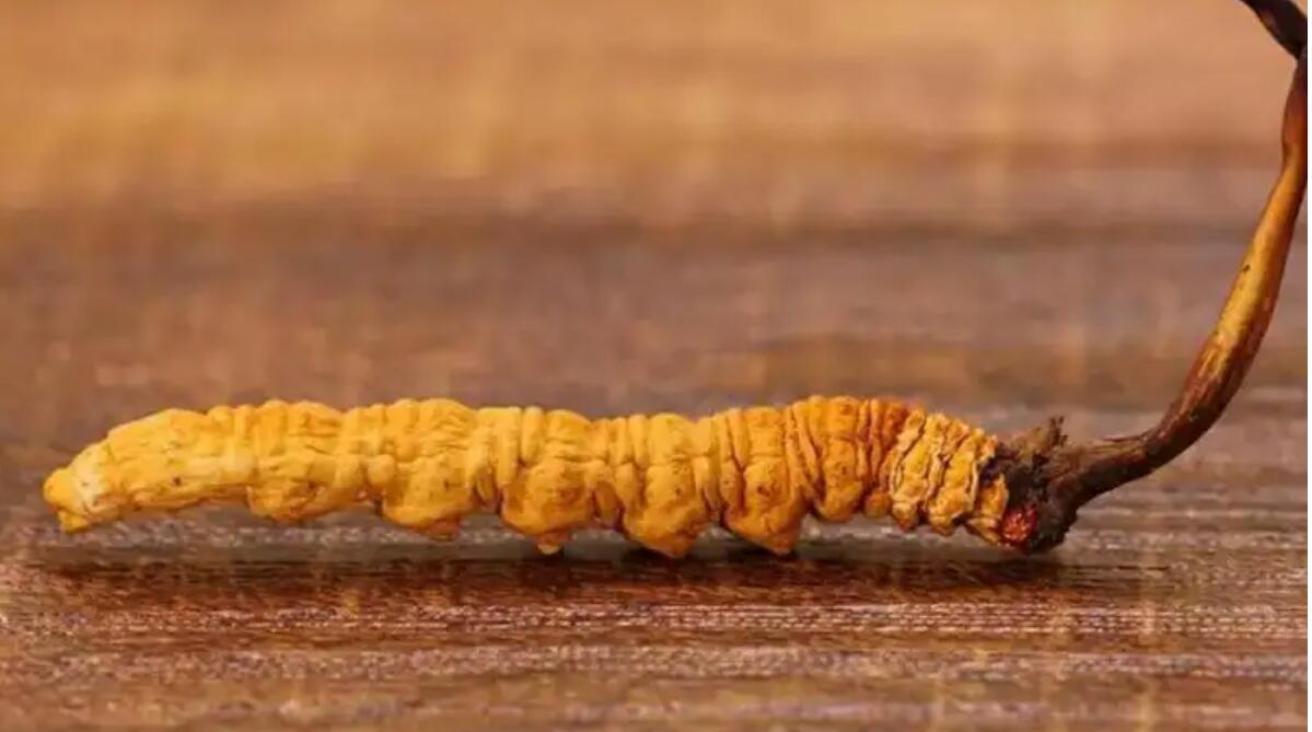 冬蟲夏草普洱茶效果好嗎？