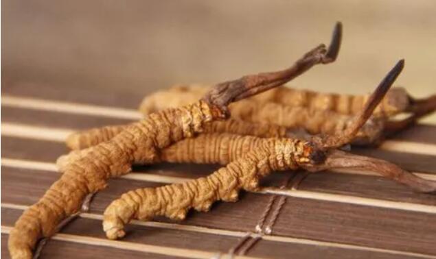 新鮮真假冬蟲夏草辨別方式？