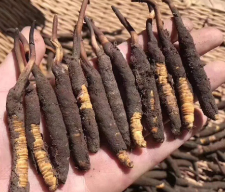 <a href=http://m.jasw8.com/xinxian/ target=_blank class=infotextkey>新<a href=http://m.jasw8.com/xinxian/ target=_blank class=infotextkey>鮮冬蟲夏草</a></a>