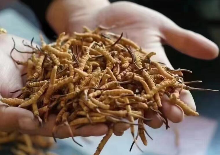 新鮮冬蟲夏草怎么洗最好？新鮮冬蟲夏草怎么清洗？