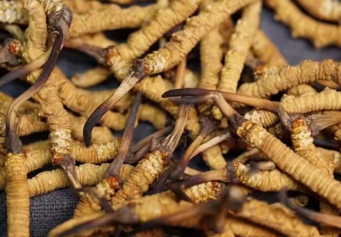 <a href=http://m.jasw8.com/sdph/dqt/ target=_blank class=infotextkey>東強(qiáng)堂</a>冬蟲夏草