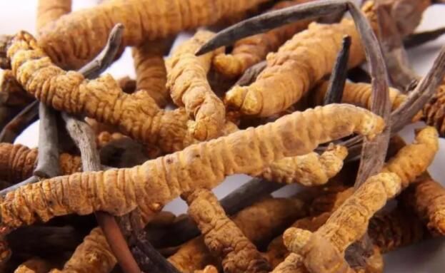 <a href=http://m.jasw8.com/chifa/ target=_blank class=infotextkey>冬蟲(chóng)夏草的吃法</a>