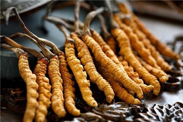 冬蟲(chóng)夏草