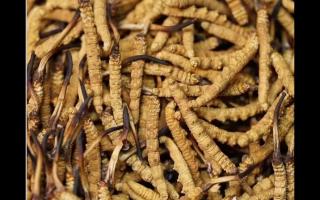 冬蟲夏草的功效與其大小關(guān)系有多大呢？