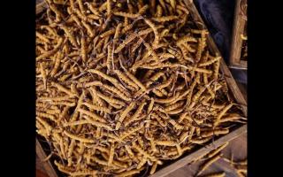 西藏那曲冬蟲夏草多少錢一克？