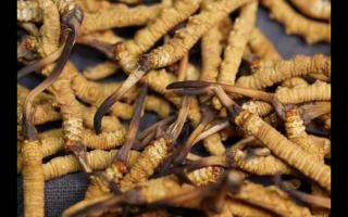 對(duì)冬蟲夏草認(rèn)識(shí)與食用上的誤區(qū)？