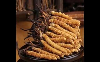 如何保留新鮮冬蟲夏草的營養(yǎng)成分？