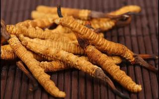 新鮮的冬蟲夏草怎么保存不會(huì)變質(zhì)？