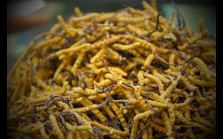 各個(gè)產(chǎn)地的冬蟲(chóng)夏草都有何區(qū)別！