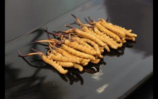 青海冬蟲夏草純粉片和冬蟲夏草粉有何不同？