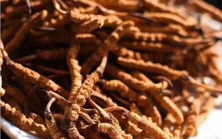 冬蟲(chóng)夏草用量，一次需要多少量？