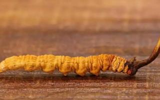 新鮮冬蟲夏草各個(gè)產(chǎn)區(qū)的采挖時(shí)間！