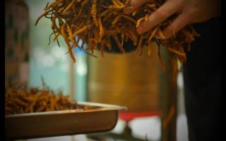 冬蟲(chóng)夏草的形成過(guò)程，大自然太神奇了！