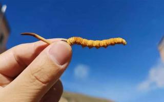 哪些人群不可以吃冬蟲(chóng)夏草？