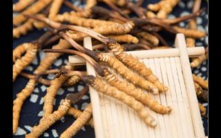 新鮮的冬蟲夏草應(yīng)如何保存不會變質(zhì)？