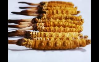 冬蟲夏草行家教你3個細節(jié)，避免買到假蟲草！