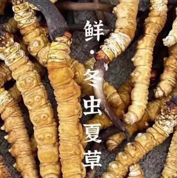 冬蟲(chóng)夏草為什么鮮草比干草要好 ?