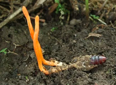 人工如何種植種植冬蟲(chóng)夏草