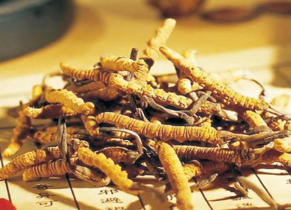 冬蟲(chóng)夏草為什么鮮草比干草要好 ?