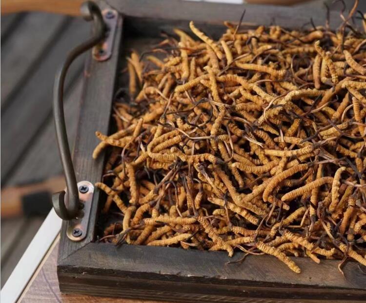 冬蟲夏草如何分級？