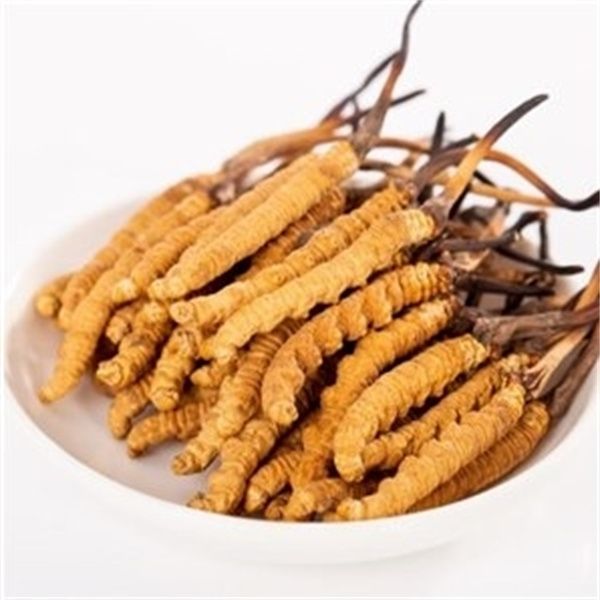 冬蟲夏草多少錢一克？2023年冬蟲夏草價格表