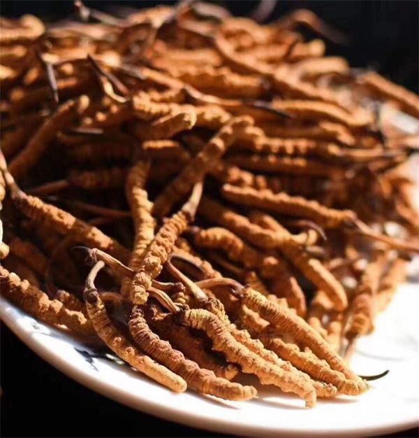 冬蟲(chóng)夏草能存放多久？真空冷藏可以保存5年